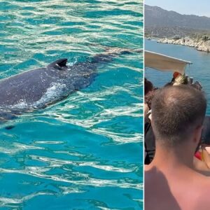 kayaliklara balina sikisti gorenler telefona sarildi g6CjAsld