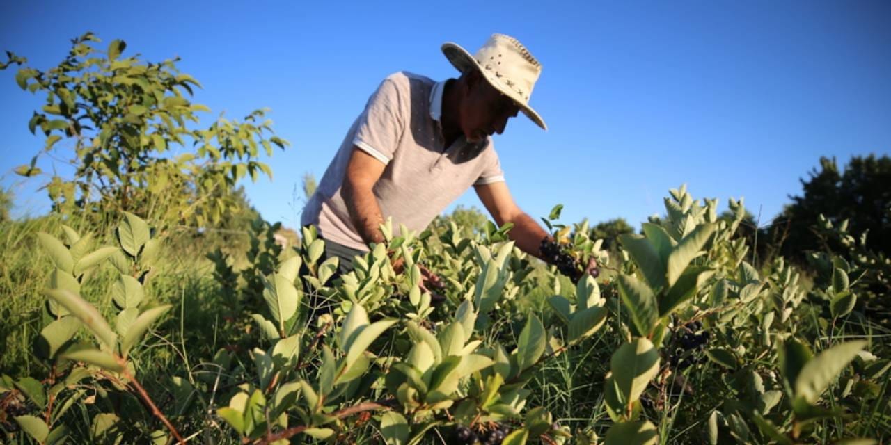 vefat eden esi hastayken bulamadigi urunun uretimine basladi tonlarcasini hasat etmeye basladi YjO68Etk