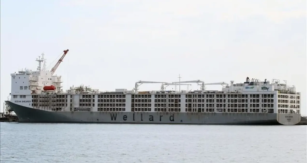 apar topar avrupanin kapisi calindi yil bitmeden yuz binlercesi turkiyeye gelecek mZ4pCYIv