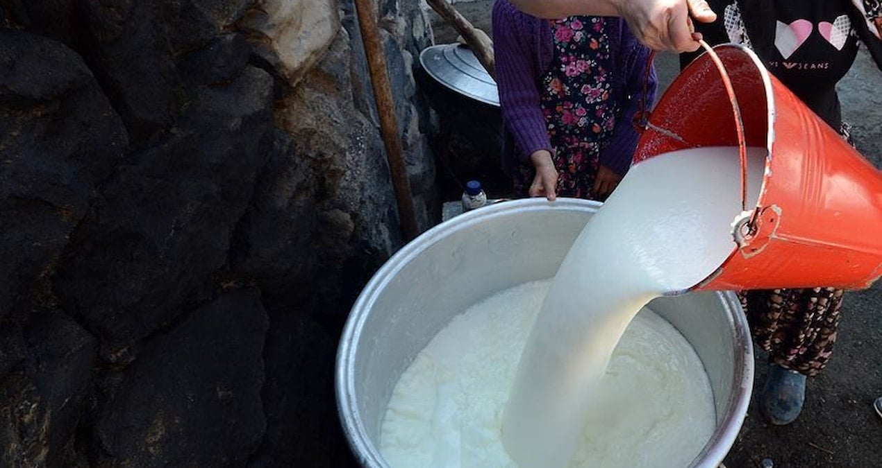 inek sutu uretimi agustosta azaldi KtFc36TF.jpg