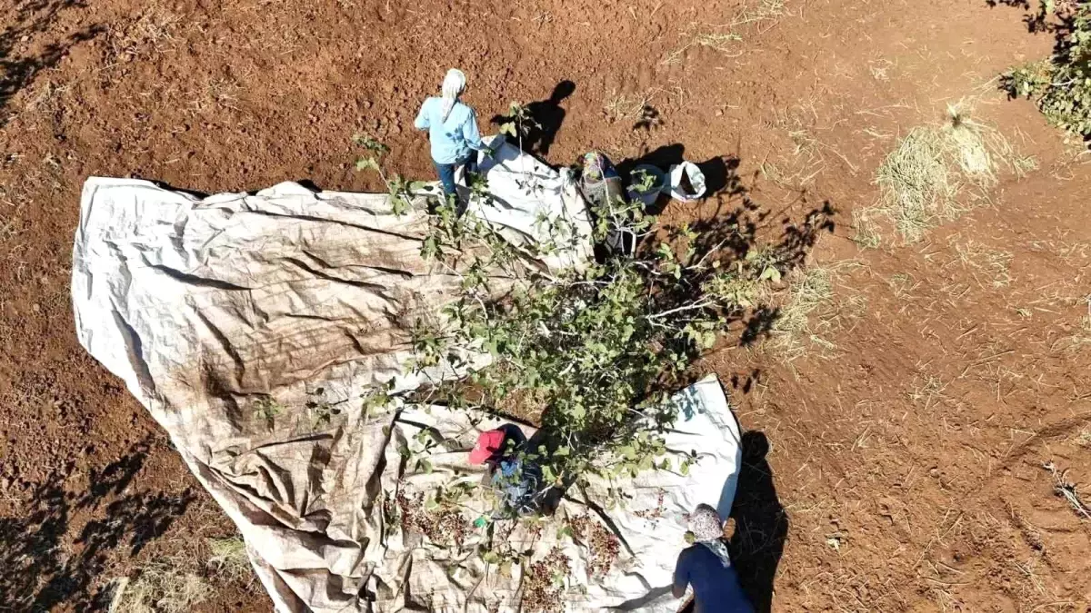 idilde fistik hasadi bereket getirdi drqSrC3P.jpg