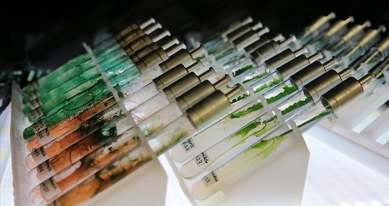 turk bilim insanlarindan dunya capinda bulus murekkep baligindan dogal gunes kremi p8hzyGtT.jpg