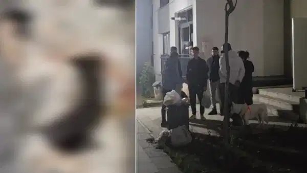Başakşehir’de Korkunç Olay: Dört Yavru Kedi Parçalanmış Halde Bulundu