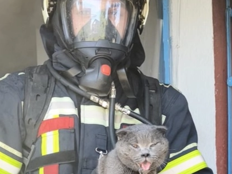 Haber gorseli